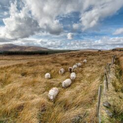 sheep_line_full Sheep Line