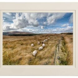 sheep_line_mount Sheep Line