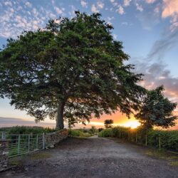 "Beneath an old Irish Oak"