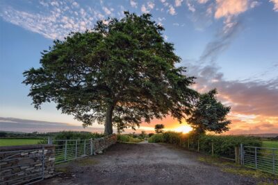 "Beneath an old Irish Oak"