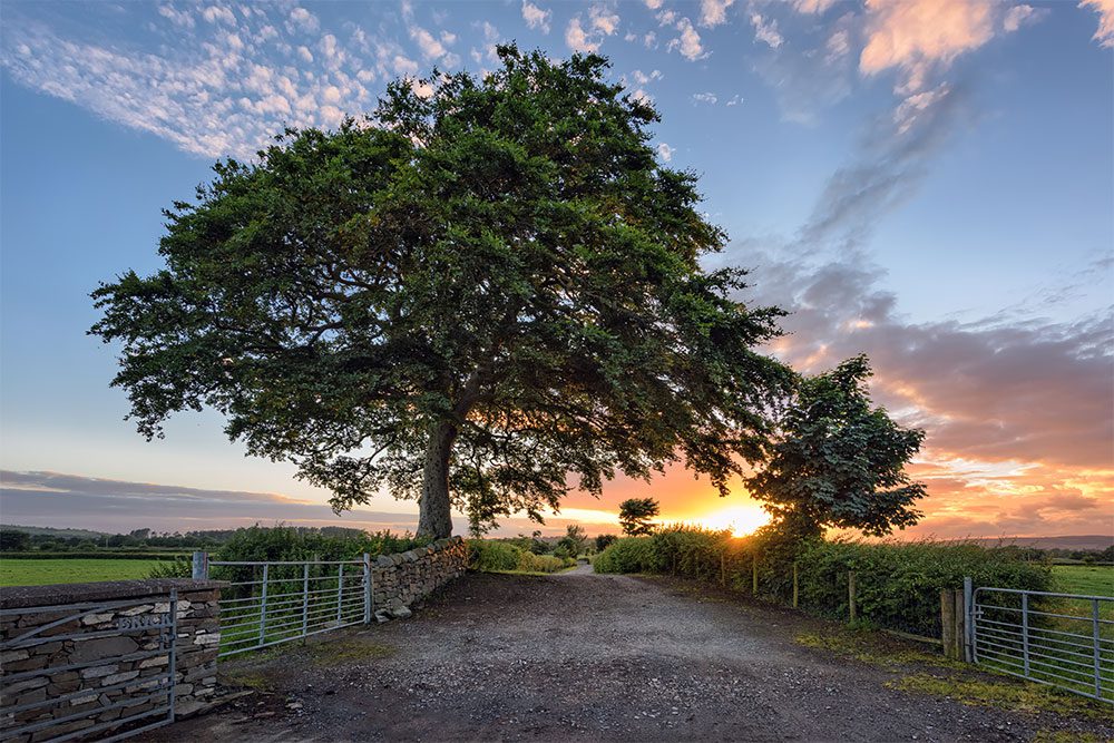 "Beneath an old Irish Oak" | Irish Landscape Photographer