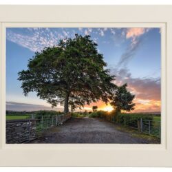 "Beneath an old Irish Oak"