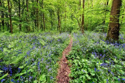 bluebell-woods_full "Through the Carpet of Bluebells"