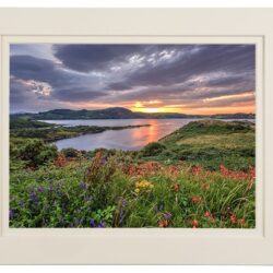 Wild Flora of "Fanad Peninsula"