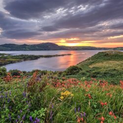 Wild Flora of "Fanad Peninsula"