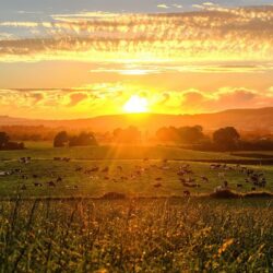 Irish Dairy Cows bathed in Golden Summer Light
