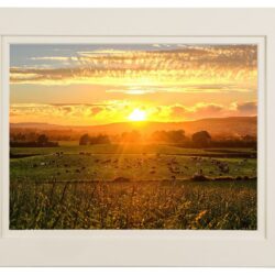 Irish Dairy Cows bathed in Golden Summer Light