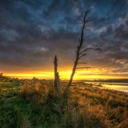 Lough Ash Tree - Donemana