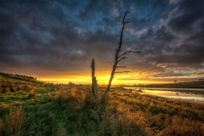 Lough Ash Tree - Donemana