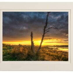 Lough Ash Tree - Donemana