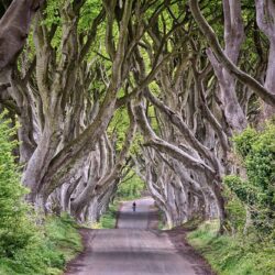 The Dark Hedges