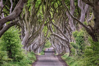 The Dark Hedges