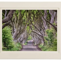 The Dark Hedges