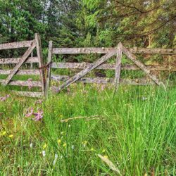 gates_full “So Beautiful Yet Overlooked”