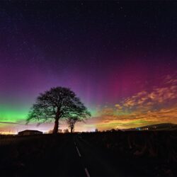 aurora-tree_full "Aurora Tree"