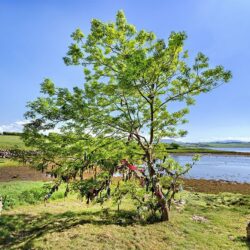 The "Holy Rag Tree" at "St Patrick's" Abbey Well