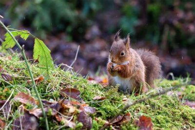 Red Squirrel in Autumn Rain