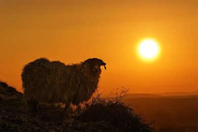 "Simply Donegal"
