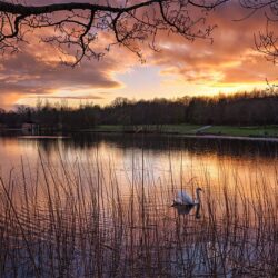 "Peaceful Swan"