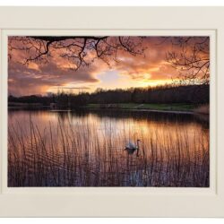 "Peaceful Swan"