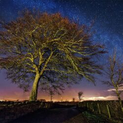 "Midnight Beneath the Old Beech"