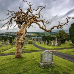 “Grave with the Twisted Tree” – Unknown "John Doe"