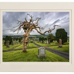 “Grave with the Twisted Tree” – Unknown "John Doe"
