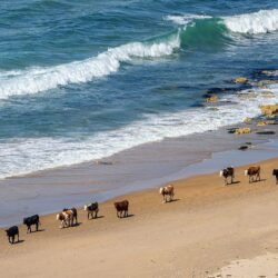 “Ireland’s Free-range Cows”