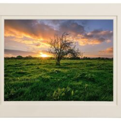 "The Irish Fairy Tree” – Gateway to the Otherworld