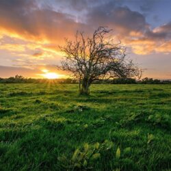 "The Irish Fairy Tree” – Gateway to the Otherworld