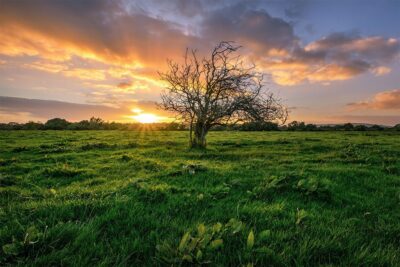 "The Irish Fairy Tree” – Gateway to the Otherworld