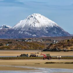 “Atlantic Oyster Harvest”