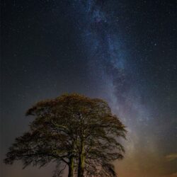 Milky-Way-Tree-2018_FULL “The Beech Beneath our Milky Way”