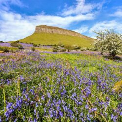 Bluebell-Meadow-Benbulben_FULL “Bluebell Meadow on the Slopes of Benbulben"