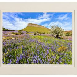 Bluebell-Meadow-Benbulben_MOUNT “Bluebell Meadow on the Slopes of Benbulben"