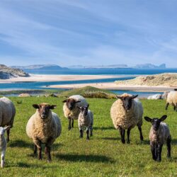 "Guardians of Ballyness Bay"