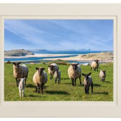 "Guardians of Ballyness Bay"