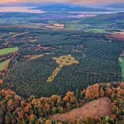 "The Emery Celtic Tree Cross"