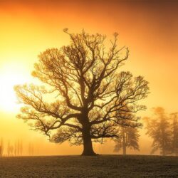 “The Beauty of Solitude”