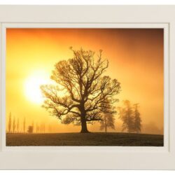 “The Beauty of Solitude”
