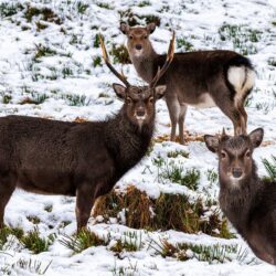 “A Deer Family Portrait”