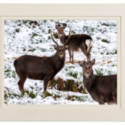 “A Deer Family Portrait”