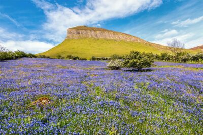Bluebell-Meadows-Benbulben-21_FULL ‘Bluebell Meadows of Benbulben’