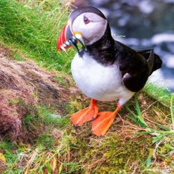 ‘Tory Island Puffin’