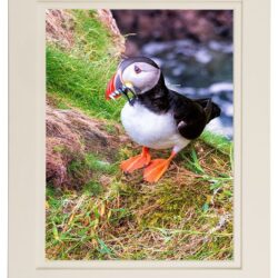 ‘Tory Island Puffin’