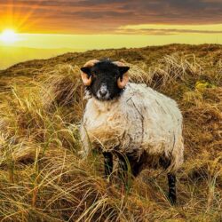 “When Ewe Smile… We All Smile” 