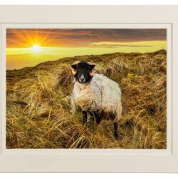 “When Ewe Smile… We All Smile” 