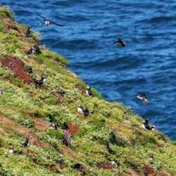 Puffin-Colony_FULL ‘Donegal’s Atlantic Puffin Colony’