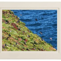 Puffin-Colony_MOUNT ‘Donegal’s Atlantic Puffin Colony’