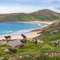 ‘Wild Atlantic Donkeys’